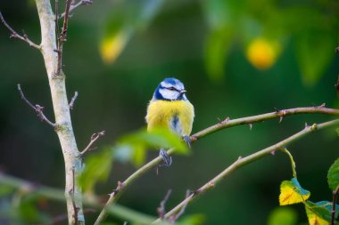 Eurasian blue tit. Bird on a branch. Blurred background. Animals in wild nature. Photo for wallpaper or background.