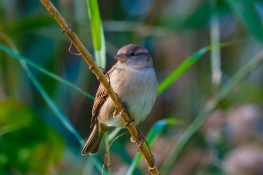 Serçe. Daldaki kuş. Arka plan bulanık. Vahşi doğadaki hayvanlar. Duvar kağıdı veya arkaplan için fotoğraf.
