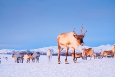 İskandinavya 'daki ren geyiği. Doğadaki vahşi hayvanlar. Çiftlikteki evcil hayvanlar. Kış zamanı ve hayvanlar. Soğuk hava ve buz. Kartpostallar, arka planlar, duvar kağıtları için fotoğraf.