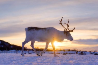İskandinavya 'daki ren geyiği. Doğadaki vahşi hayvanlar. Çiftlikteki evcil hayvanlar. Kış zamanı ve hayvanlar. Soğuk hava ve buz. Kartpostallar, arka planlar, duvar kağıtları için fotoğraf.