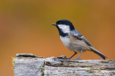 Coal tit. Bird on a branch. Blurred background. Animals in wild nature. Photo for background, wallpaper, postcards.