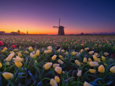 Hollanda 'da lale tarlası ve yel değirmeni. Çiçek açarken lalelerle dolu bir tarla. Arkaplan, duvar kağıdı, kartpostallar için Hollanda manzara fotoğrafı.