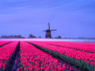 Hollanda 'da yel değirmeni ve çiçekler. Çiçek açarken lalelerle dolu bir tarla. Hollanda 'daki tarihi binalar. Kartpostallar için resim, arkaplan, tasarım. 