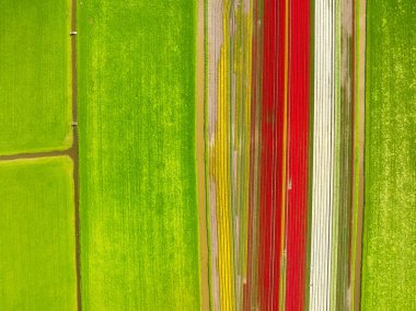 Arkaplan olarak laleler. Sıra sıra alan. İHA 'nın hava görüntüsü. Tarım ve endüstriyel bitki yetiştirme. Doğa. Havadan lalelerle dolu bir tarla. Arkaplan, duvar kağıdı, kartpostallar için fotoğraf.