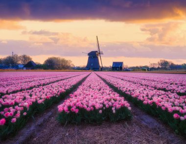 Laleli ve yel değirmenli tarla. Çiçek arkaplan. Lale sırası olan bir tarla. Gün batımında bulutlu gökyüzü. Hollanda 'da tarım mevsiminin başlangıcında. Arkaplan, duvar kağıdı, kartpostallar için fotoğraf.