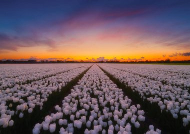 Hollanda 'da. Gün batımında lale sırası olan bir tarla. Hollanda manzarası. Sahada sıralar. Hollanda. Gün batımında çiçeklerle birlikte manzara. Duvar kağıdı ve arkaplan için fotoğraf. 