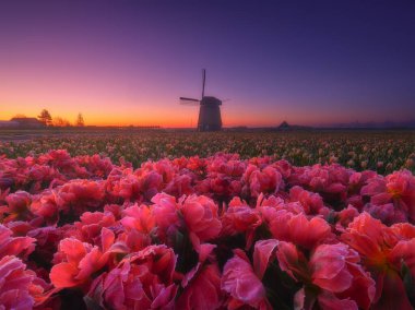 Hollanda 'da yel değirmeni ve çiçekler. Hollanda. Çiçek açarken lalelerle dolu bir tarla. Arkaplan, duvar kağıdı, kartpostallar için Hollanda manzara fotoğrafı.