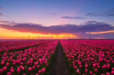 Hollanda 'da. Gün batımında lale sırası olan bir tarla. Hollanda manzarası. Sahada sıralar. Hollanda. Gün batımında çiçeklerle birlikte manzara. Duvar kağıdı ve arkaplan için fotoğraf. 