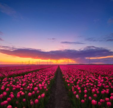 Hollanda 'da. Gün batımında lale sırası olan bir tarla. Hollanda manzarası. Sahada sıralar. Hollanda. Gün batımında çiçeklerle birlikte manzara. Duvar kağıdı ve arkaplan için fotoğraf. 