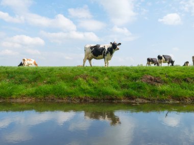 Tarım. Çiftlik. Çiftlikteki evcil hayvanlar. Çayırda otlayan inek. Açık bir gökyüzünün arka planındaki hayvanlar. Yiyecek üretimi. Duvar kağıdı, kartpostal, arkaplan.
