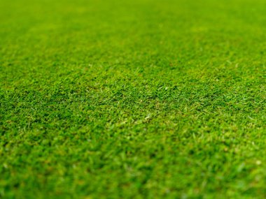 Golf sahası koruması için çim. Spor ve hobiler. Spor müsabakaları ve aktif eğlence. Bireysel ve takım oyunu. Arka plan olarak çim.