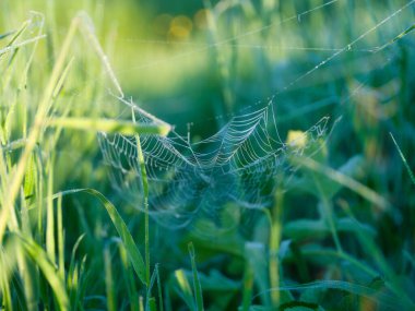 Bulanık çim arka planda örümcek ağı. Örümcek ağında sabah çiği. Sisli bir sabah. Arkaplan, kartpostallar, duvar kağıtları için fotoğraf.