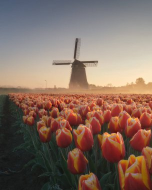 Hollanda 'da yel değirmeni ve çiçekler. Sisli sabahlar. Çiçek açarken lalelerle dolu bir tarla. Hollanda 'daki tarihi binalar. Kartpostallar, geçmiş, tasarım. Gün doğumunda manzara.