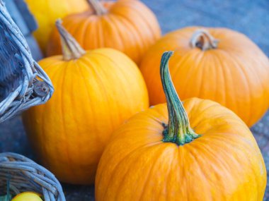 Sezonun sonunda olgun balkabakları. Tarım ve sebze yetiştirme. Yiyecek üretimi. Cadılar Bayramı balkabakları. Sonbahar geldi. Arka plan olarak sebzeler. Doğal görüntü.