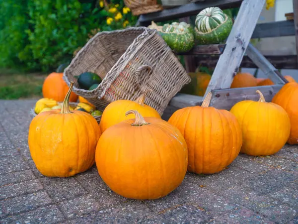Sezonun sonunda olgun balkabakları. Tarım ve sebze yetiştirme. Yiyecek üretimi. Cadılar Bayramı balkabakları. Sonbahar geldi. Arka plan olarak sebzeler. Doğal görüntü.