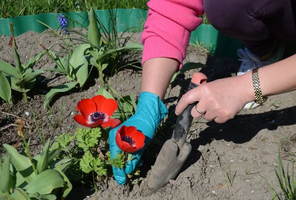 Polonya 'da ilkbahar ve bahçe işleri. Çiçek ekiyorum.. 