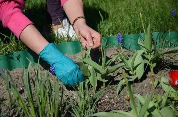 Polonya 'da ilkbahar ve bahçe işleri. Çiçek ekiyorum.. 