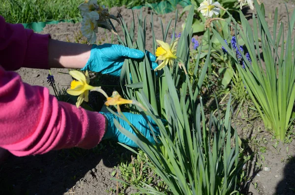 Polonya 'da ilkbahar ve bahçe işleri. Çiçek ekiyorum.. 