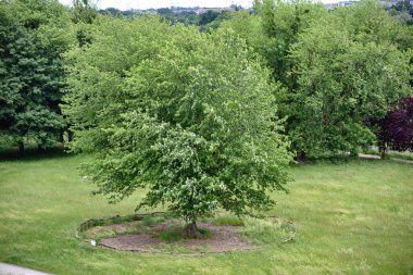 Yaz mevsimi, yeşil çalılar ve ağaçlar Park Grabiszynski, Wroclaw, Polonya 'da.