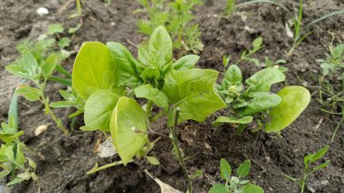 Polonya 'da bahçıvanlık, bahar mevsimi. Sebze yetiştirme: küçük ıspanak yaprakları.