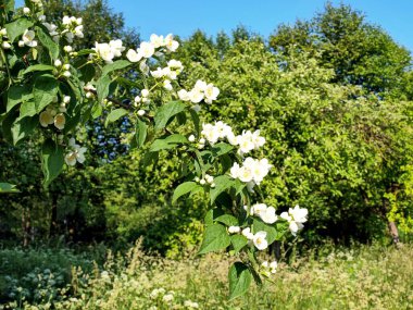 Güzel çiçek açan Chubushnik dalları bir çalılıkta bulanık yeşil arka plana karşı yaz günü yakın görüş