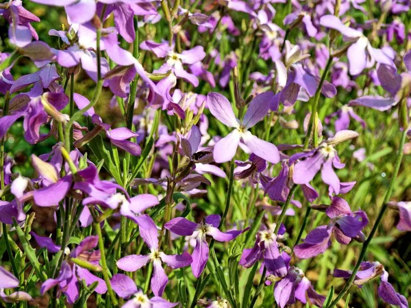 The embodiment of a flower, flowers with an evening fragrance are fragrant with violet, hence its other name Lady violet. Night violet, a popular ornamental garden plant.