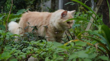 Kedi bahçede oynuyor pofuduk kedi kameraya bakıyor, ön manzara. 18 aylık dişi kedi.