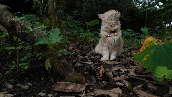 黄色のネックレスを見上げ庭で遊ぶ猫ふわふわの猫 18ヶ月の雌猫 猫が地面に横たわっている — ストック写真