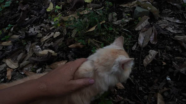 Αριστερό Χέρι Κρατώντας Γάτα Παίζει Στον Κήπο Fluffy Γάτα Θηλυκή — Φωτογραφία Αρχείου
