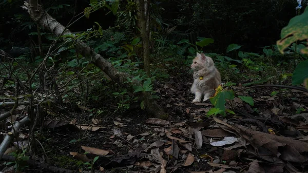 遠くに黄色のネックレスで 猫は庭のふわふわの猫で遊んで見てください 18ヶ月の雌猫 猫が地面に横たわっている — ストック写真