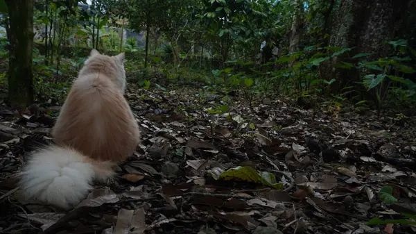 Terlihat Dari Belakang Kucing Bermain Taman Kucing Berbulu Bulan Kucing — Stok Foto