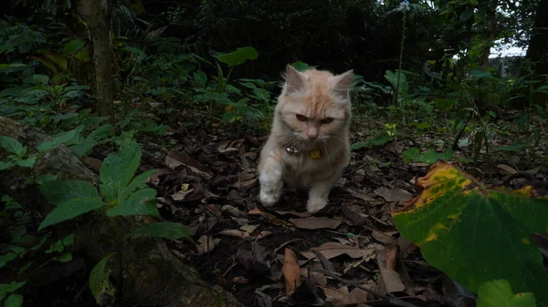 庭で遊ぶ猫カメラを探しているふわふわの猫 フロントビュー 18ヶ月の女性の猫 首周りの黄色のネックレス — ストック写真