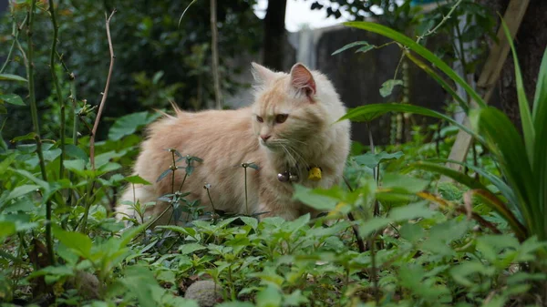 Kot Bawiący Się Ogrodzie Puszysty Kot Patrzący Kamerę Widok Przodu — Zdjęcie stockowe
