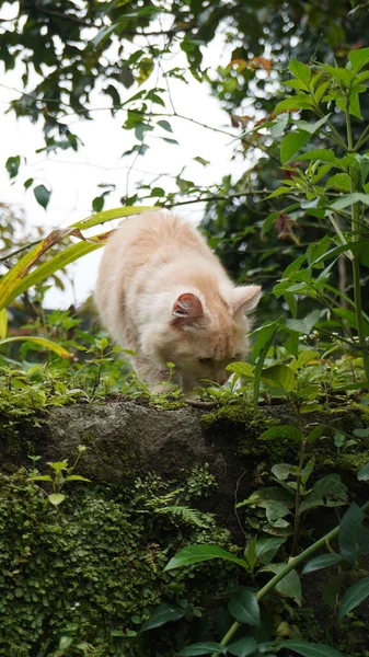 猫在花园里玩耍 毛绒绒的猫看着镜头 前视镜 18个月大的母猫 — 图库照片