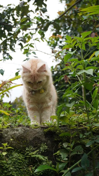 Kat Spelen Tuin Pluizige Kat Zoek Naar Camera Vooraanzicht Maanden — Stockfoto