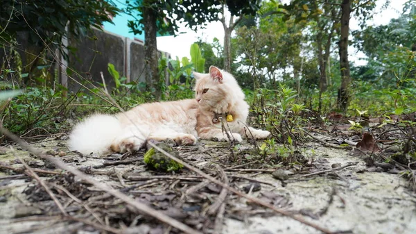Kedi Bahçede Oynuyor Pofuduk Kedi Kameraya Bakıyor Manzara Aylık Dişi — Stok fotoğraf
