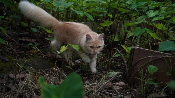 庭で遊ぶ猫 黄色の目の美しい赤い猫 — ストック写真