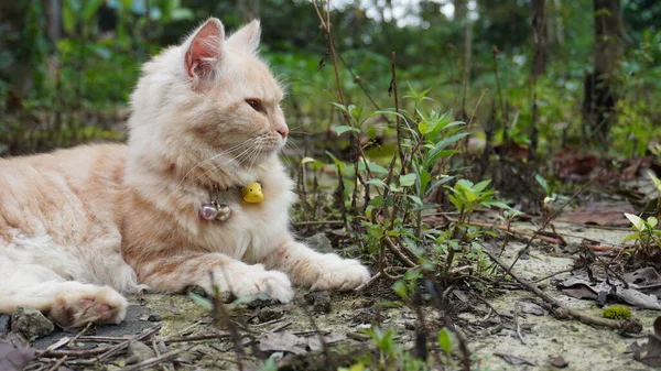 Kucing Bermain Kebun Kucing Berbulu Melihat Kamera Pandangan Depan Kucing — Stok Foto