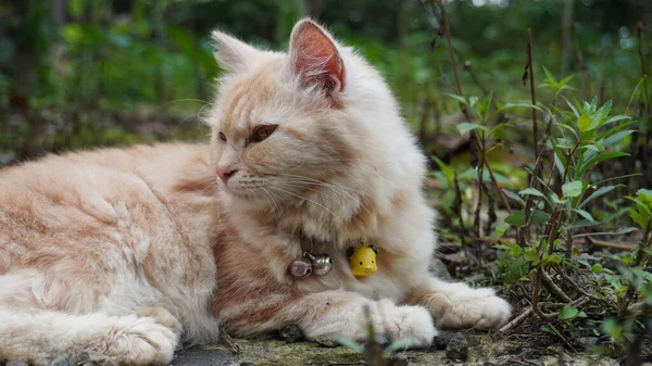Kucing Bermain Kebun Kucing Berbulu Melihat Kamera Pandangan Depan Kucing — Stok Foto