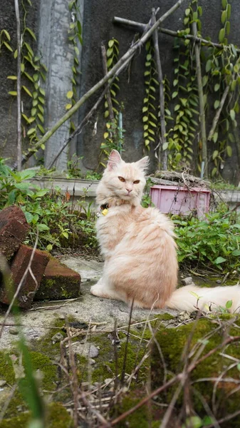 庭で遊ぶ猫カメラを探しているふわふわの猫 フロントビュー 18ヶ月の雌猫 — ストック写真