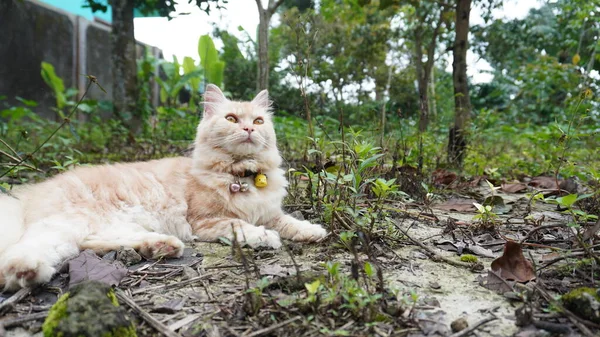 庭で遊ぶ猫ふわふわの猫を見上げ 正面の景色 18ヶ月の雌猫 猫が地面に横たわっている — ストック写真