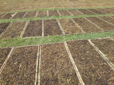 Tütün yaprağı dokusu kuru, güneşte kurutulmuş dokumaya hazır doğranmış tütün.