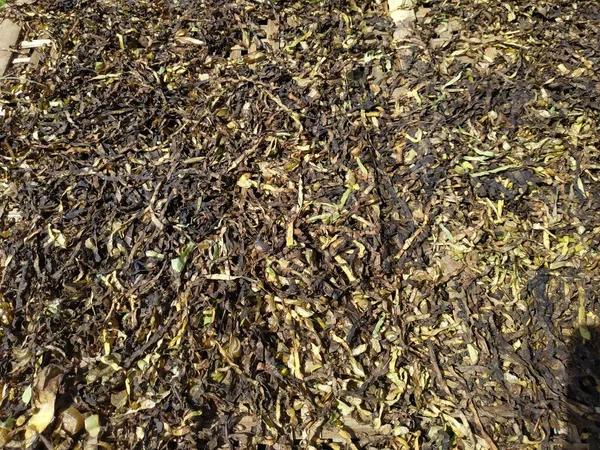 Tobacco leaf texture dry cut, dried in the sun - chopped tobacco ready to dry placed on a woven bamboo