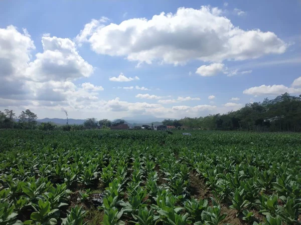 Campos Tabaco Verde Cielo Azul Nubes Blancas —  Fotos de Stock