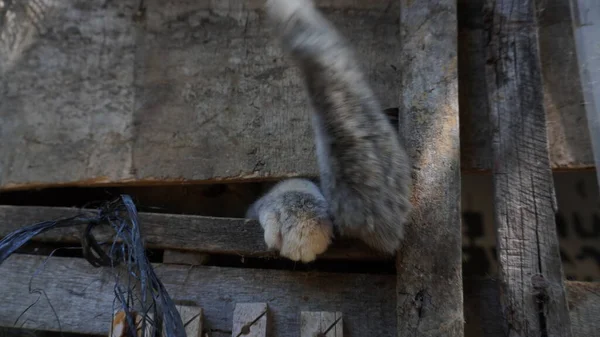 Tangan Kucing Keluar Dari Kandang Kandang Terbuat Dari Kayu — Stok Foto