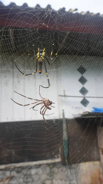 Pavouk Leze Pavučinu Lití Bílý Dřevěný Dům Pozadí — Stock fotografie