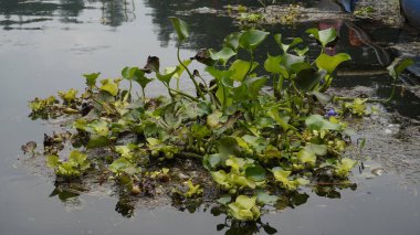 Eichhornia crassipes Eichhornia crassipes ve Shapla çiçekleri tatlı muson suyunda güzel görünüyor.