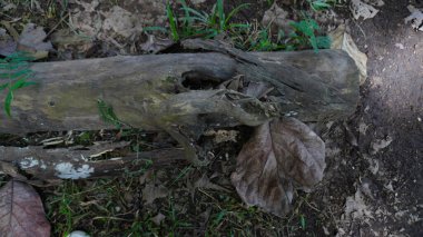 a piece of wood or tree branch lying on the ground, surrounded by leaves and dirt clipart