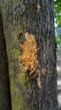 image of tree bark with detailed marks from a sharp weapon, suitable for background material clipart