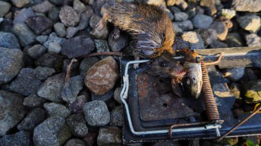 Kapana kısılmış ölü bir fare var yağlı ve kirli çakıl ve paslı demire 
